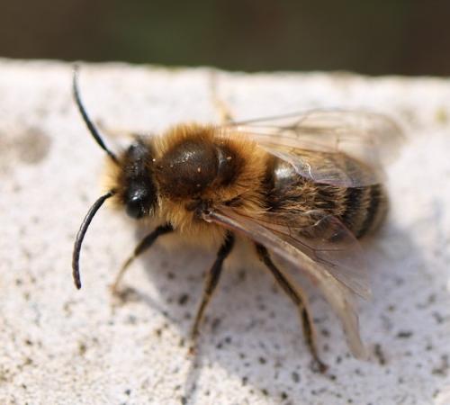 Réf. 277 046 : Colletes cunicularius